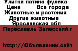 Улитки патина фулика › Цена ­ 10 - Все города Животные и растения » Другие животные   . Ярославская обл.,Переславль-Залесский г.